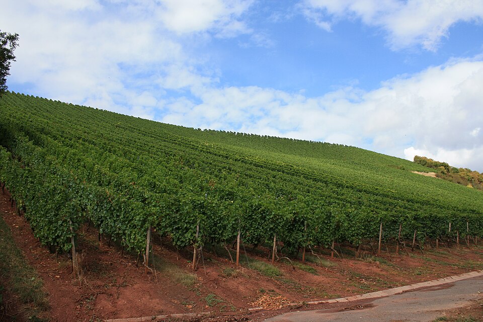 Weinberge am Roten Hang in Nierstein