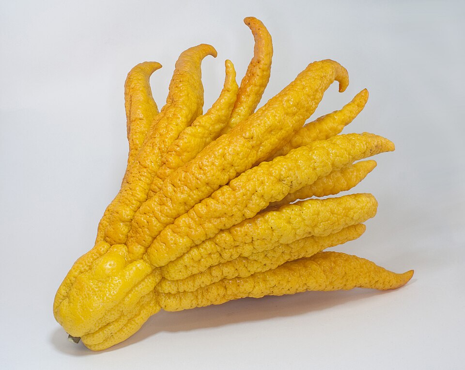 Leuchtend gelbe Buddhas-Hand-Zitrusfrucht (Citrus medica var. sarcodactylis) mit fingerartigen Fortsätzen, freigestellt auf weißem Hintergrund.