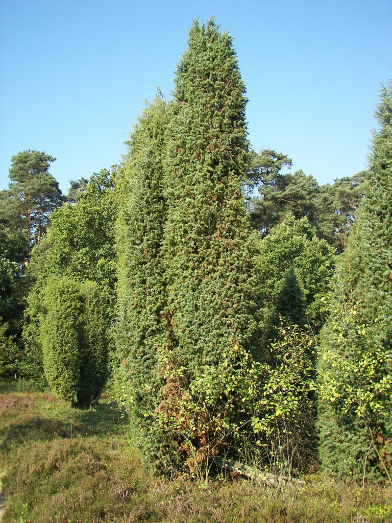 Hoher, kegelförmiger Wacholderstrauch (Juniperus communis) in einer Heidelandschaft, umgeben von Kiefern und Laubgehölzen, blauer Himmel im Hintergrund.
